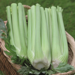 Seler Jive 10 000 nasion Primed Pellets ST